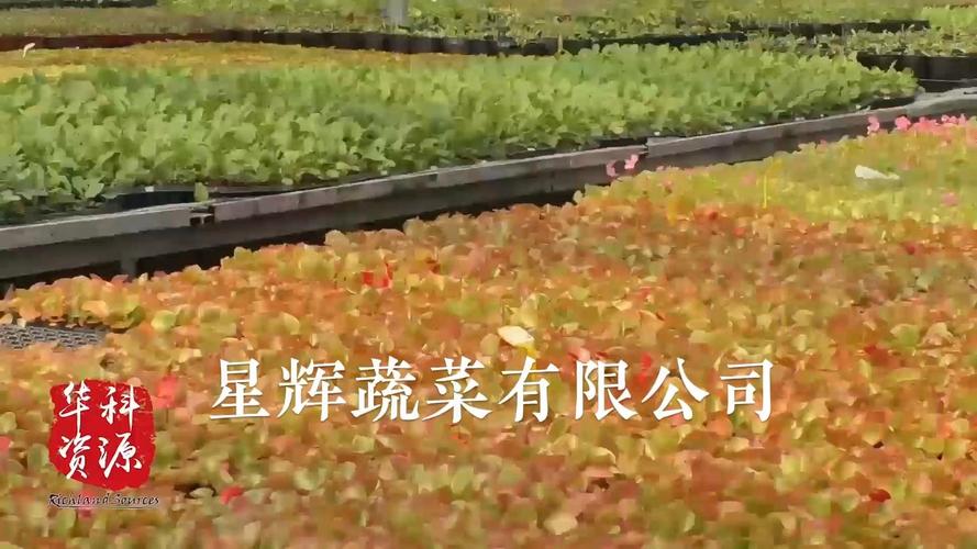 深耕蔬菜花卉工厂化育苗22年，这家公司到底“有料”在哪？
